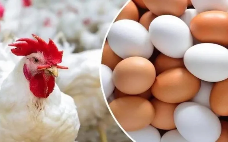 سعر جديد اليوم الخميس أسعار الدواجن والبيض في الأسواق